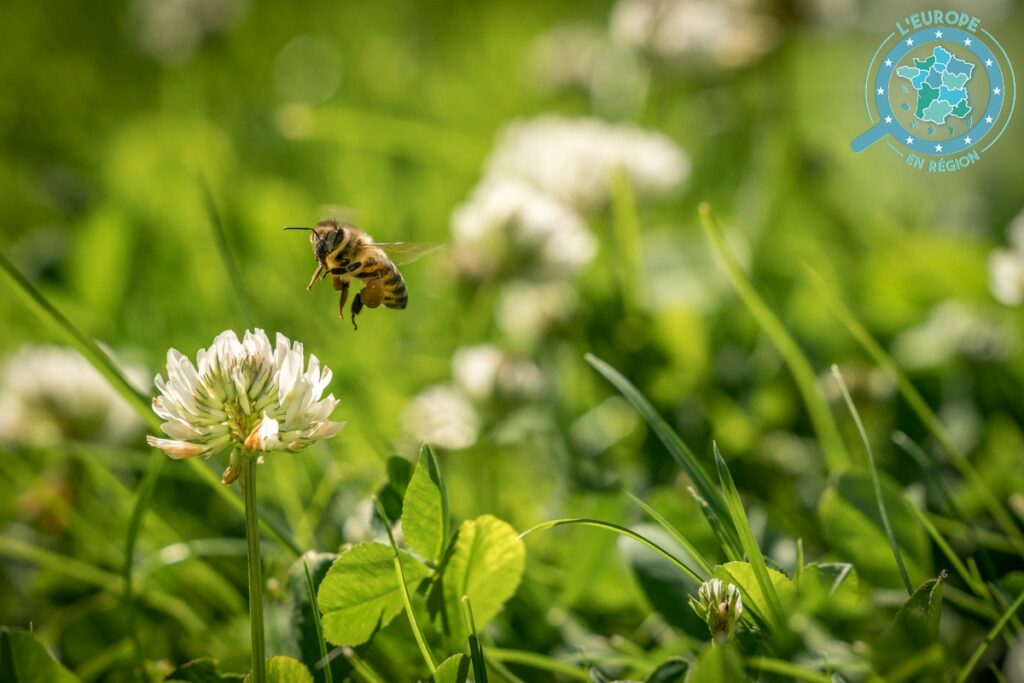 « Wild Bees » : un projet européen pour sauver les abeilles sauvages en Nouvelle-Aquitaine