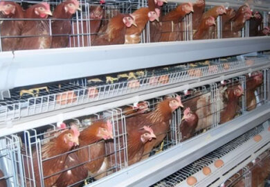 Zambie : AgDevCo débloque 10 millions $ pour renforcer l’industrie avicole