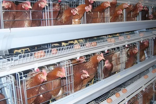 Zambie : AgDevCo débloque 10 millions $ pour renforcer l’industrie avicole