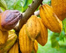Cacao : le Ghana relève son prix bord champ de 12% après l&rsquo;annonce record de la Côte d&rsquo;Ivoire