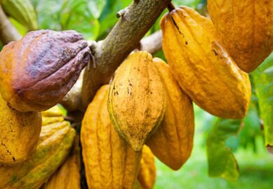 Cacao : le Ghana relève son prix bord champ de 12% après l&rsquo;annonce record de la Côte d&rsquo;Ivoire