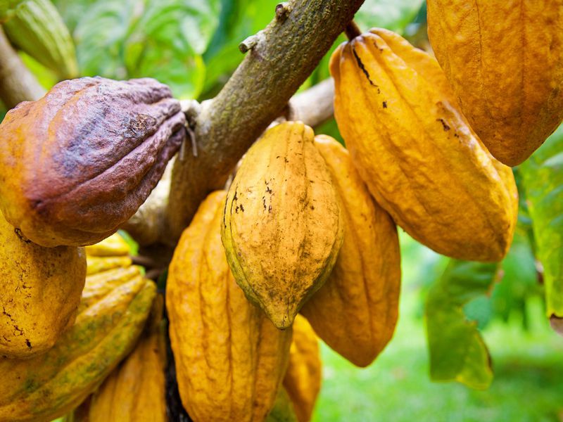 Cacao : le Ghana relève son prix bord champ de 12% après l&rsquo;annonce record de la Côte d&rsquo;Ivoire