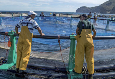 Le Maroc face aux défis de l’exploitation de son potentiel dans l’aquaculture