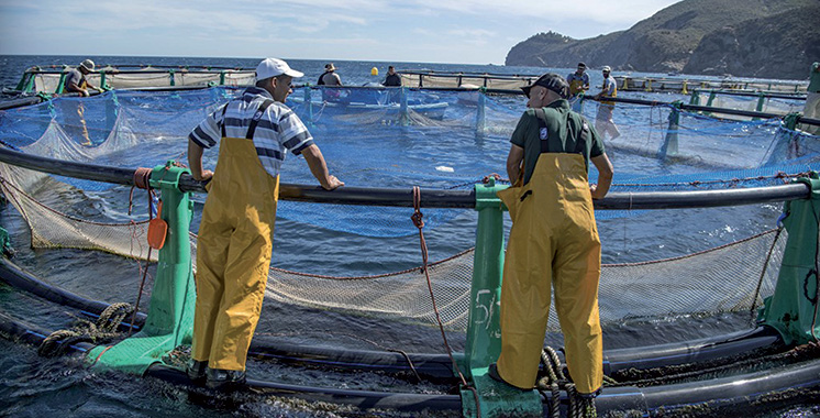 Le Maroc face aux défis de l’exploitation de son potentiel dans l’aquaculture
