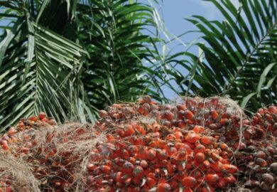Côte d’Ivoire : un plan de 440 millions $ pour renforcer la filière palmier à huile