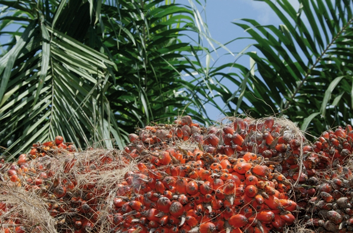 Côte d’Ivoire : un plan de 440 millions $ pour renforcer la filière palmier à huile