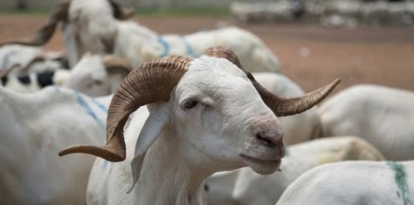 Élevage : la Côte d’Ivoire veut se doter d’un système de traçabilité des animaux