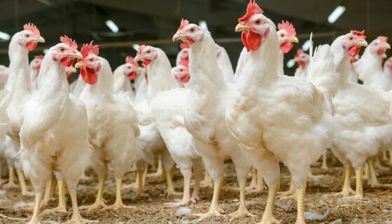 Zambie : AgDevCo débloque 10 millions $ pour renforcer l’industrie avicole