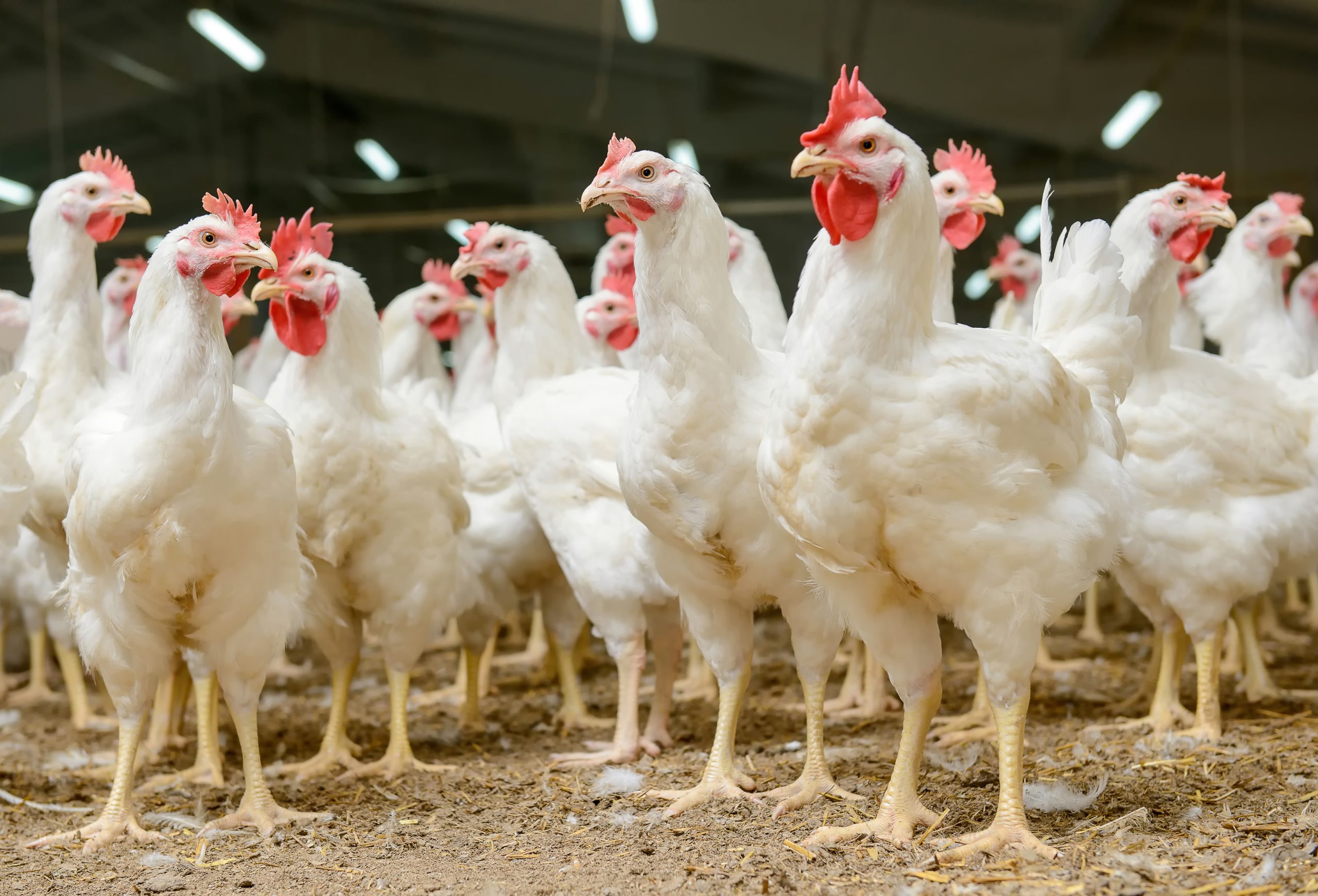 Zambie : AgDevCo débloque 10 millions $ pour renforcer l’industrie avicole