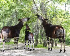 Dans la forêt de l’Ituri, l’un des derniers refuges de l’okapi