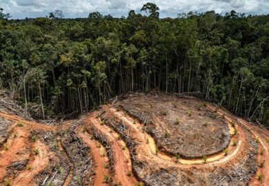 Les pays de l’UE valident un nouveau report d’un an de la loi contre la déforestation