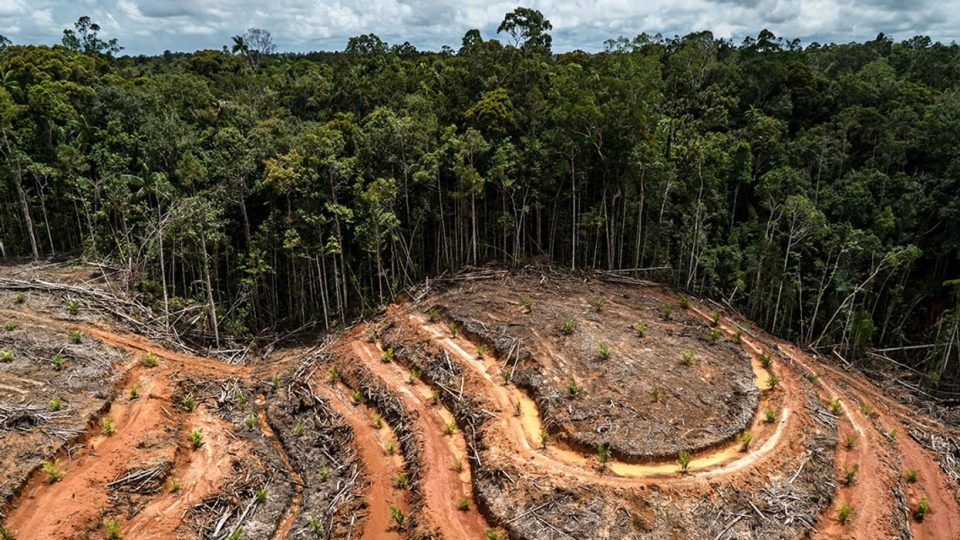 Les pays de l’UE valident un nouveau report d’un an de la loi contre la déforestation