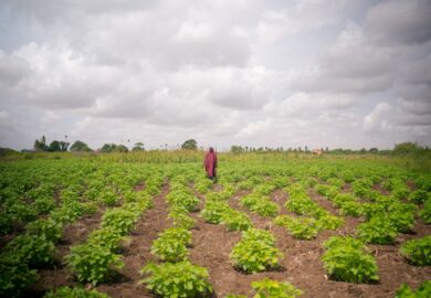 Ouganda : 31 millions $ du Fonds vert pour le climat pour récompenser l’action climatique