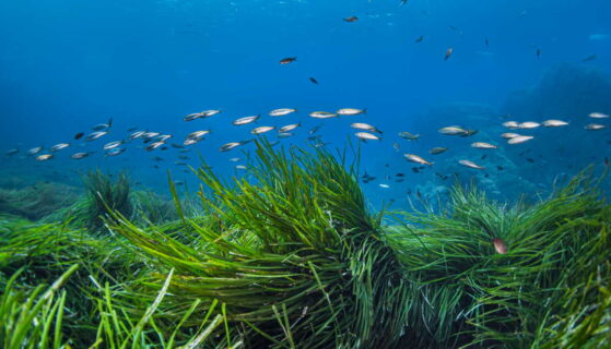 Biodiversité : que fait l&rsquo;Union européenne ?