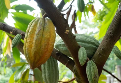 Cacao : l&rsquo;idée d&rsquo;un cartel regroupant les principaux producteurs africains prend de l&rsquo;ampleur