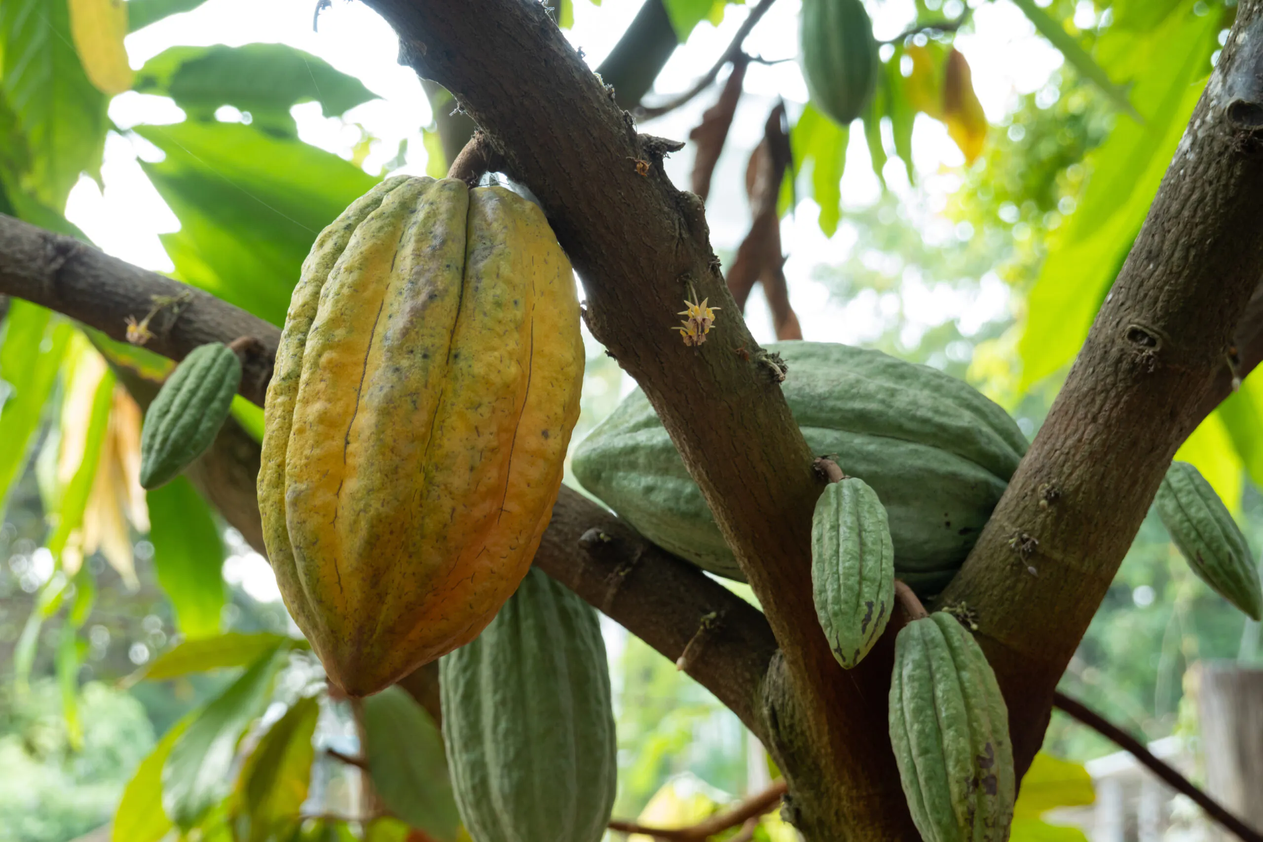 Cacao : l&rsquo;idée d&rsquo;un cartel regroupant les principaux producteurs africains prend de l&rsquo;ampleur