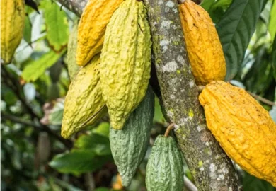 En Côte d’Ivoire, la productivité comme levier de croissance des revenus de la filière cacao