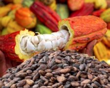 L&rsquo;Accord de Partenariat Économique (APE) et le défi du cacao durable entre la Côte d&rsquo;Ivoire et l&rsquo;UE