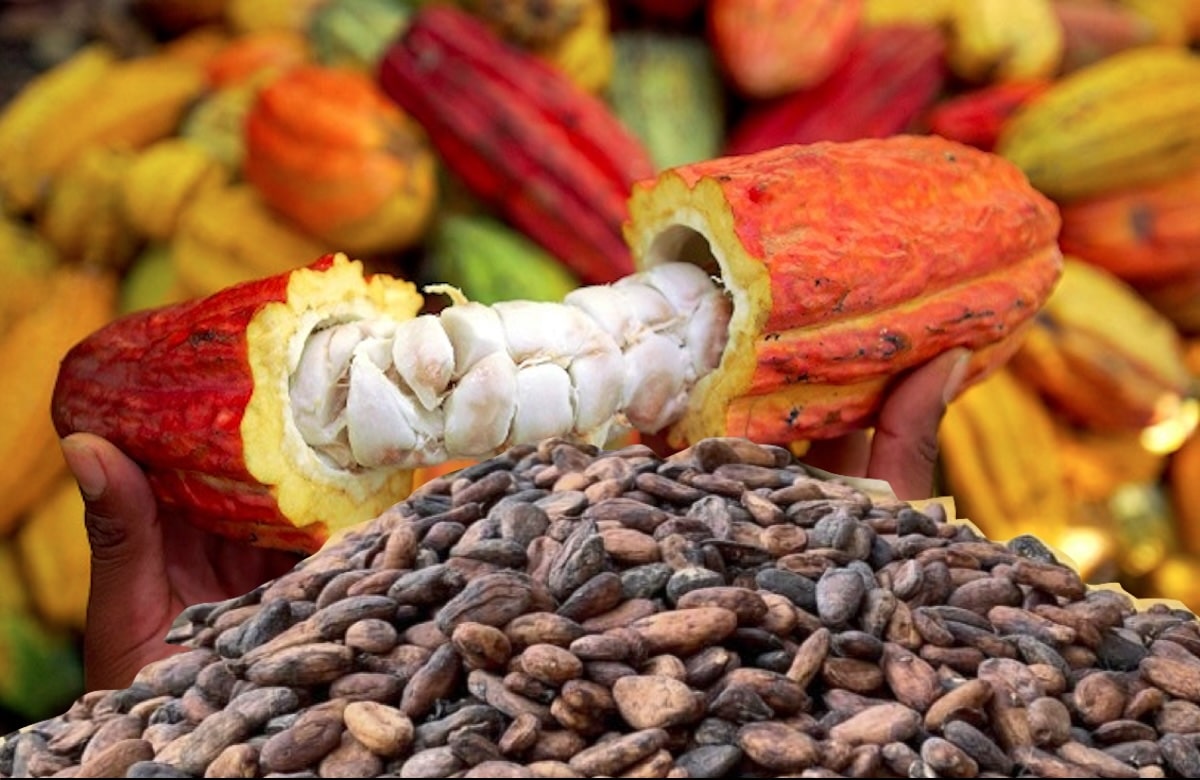L&rsquo;Accord de Partenariat Économique (APE) et le défi du cacao durable entre la Côte d&rsquo;Ivoire et l&rsquo;UE